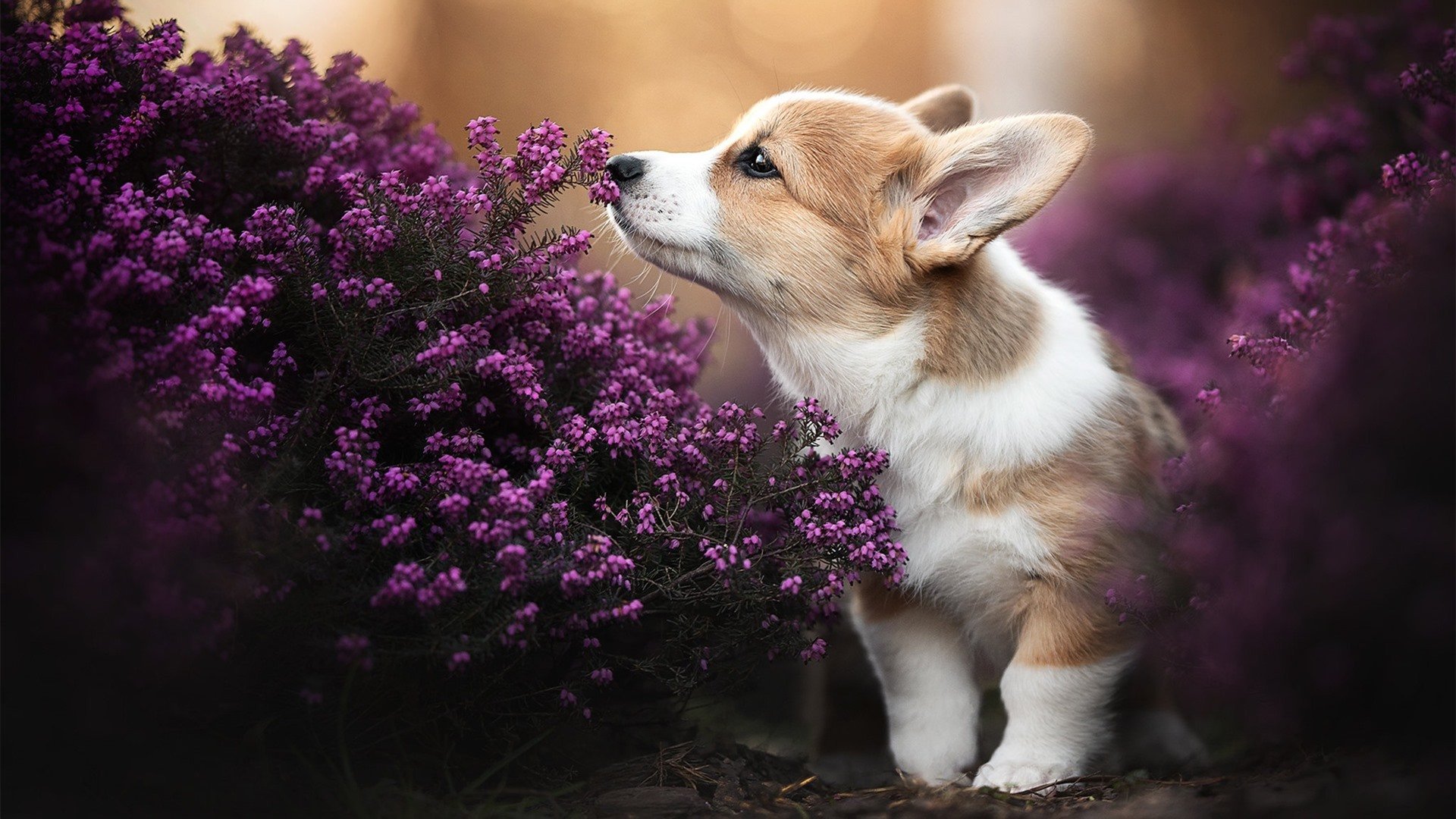 _运动员饮食:科学营养助力比赛状态_,运动员营养膳食需求